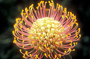 NODDING PINCUSHION (LEUCOSPERMUM CORDIFOLIUM) FLOWER