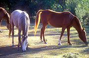 Animal, animals, horse, horses, brown, brown horse, brown horses, Australia, New South Wales, hawkesbury, hawkesbury area, hawkesbury region, hawkesbury district, hawkesbury, nsw, new South Wales, australia.