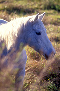 Animal, animals, horse, horses, Australia, New South Wales, hawkesbury, hawkesbury area, hawkesbury region, hawkesbury district, hawkesbury, nsw, new South Wales, australia.