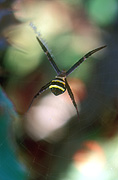 Spider, spiders, arachnid, arachnids, argiope, St Andrew's Cross, spiders, St. Andrews Cross Spiders, Saint Andrews Cross spiders, St Andrew's cross spiders, Argiope.