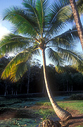 Australia, qld, queensland, tree, trees, palm, palm tree, palm trees.