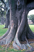 Tree, trees, fig, figs, fig tree, fig trees, trunk, trunks, tree trunk, tree trunks, root, roots.
