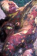 Tree, trees, eucalyptus, eucalyptus tree, eucalyptus trees, gum tree, gum trees, bark, trunk, trunks,