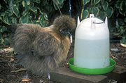 Chicken, Chickens, Animal, Animals, Bird, birds, pet, pets, fowl, silky, chinese silky chicken, chinese silky chickens, chinese silkie chicken, chinese silkie chickens, silkie chicken, silkie chickens, hen, hens, poultry, austraLIA, phasianidae.