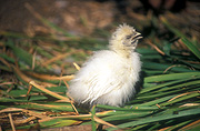 Chicken, Chickens, Animal, Animals, Bird, birds, pet, pets, fowl, silky, chinese silky chicken, chinese silky chickens, chinese silkie chicken, chinese silkie chickens, silkie chicken, silkie chickens, hen, hens, poultry, austraLIA, phasianidae, chick, chicks, baby animal, baby animals, young animal, young animals.