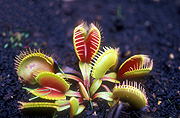 VENUS FLYTRAP