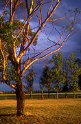 Australia, New South Wales, hawkesbury, hawkesbury area, hawkesbury region, hawkesbury district, hawkesbury, tree, trees, rural, rural scene, rural scenes, storm, storms, storm cloud, storm clouds, cloud, clouds.