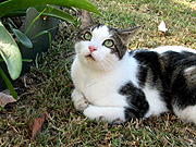 Animal, animals, cat, cats, domestic, domestic cat, domestic cats, pet, pets, lawn, lawns, JJ01,