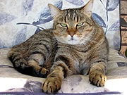 Animal, animals, cat, cats, domestic, domestic cat, domestic cats, chair, chairs, furniture, garden furniture, outdoor furnitures, JJ01,