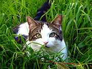 Animal, animals, cat, cats, domestic, domestic cat, domestic cats, pet, pets, lawn, lawns, JJ01,