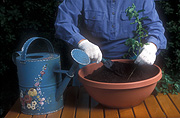 People, gardener, gardeners, gardening, pot, pots, potted, outdoor pot, outdoor pots, garden pot, garden pots, cutting, cuttings, potting mix, soil, potting soil, table, tables, furniture, garden furniture, outdoor furniture, gloves, gardening gloves, watering can, watering cans, Royalty Free Image