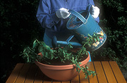 People, gardener, gardeners, gardening, pot, pots, potted, outdoor pot, outdoor pots, garden pot, garden pots, cutting, cuttings, potting mix, soil, potting soil, table, tables, furniture, garden furniture, outdoor furniture, gloves, gardening gloves, watering can, watering cans, Royalty Free Image