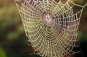 Spider, Spiders, arachnid, Arachnids, web, webs, spider web, cobweb, cobwebs, spider webs, spider-web, spider-webs, Araneae, Arachnida.