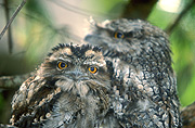 Australia, Animal, Animals, frogmouth, bird, birds, frogmouths, tawny, tawny frogmouth, tawny frogmouths, podargus, strigoides, podargus strigoides, bold park, perth, wa, western australia, australian bird, australian birds, camouflage, camouflages, camouflaged, tree, trees.