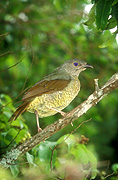 Animal, Animals, Bird, Birds, Bowerbird, bowerbirds, bower bird, Bower birds, satin bowerbird, satin bowerbirds, satin bower bird, satin bower birds, Ptilonorhynchus, ptilonorhynchus violaceus, lamington, great dividing range, lamington np, lamington national park, national park, national parks.