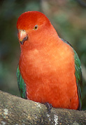 Animal, Animals, QLD, queensland, australia, lamington, great dividing range, lamington np, lamington national park, national park, national parks, Bird, birds, australian bird, australian birds, parrot, parrots, King Parrot, king parrots, australian king parrot, australian king parrots, Alisteris, Alisteris scapularis.