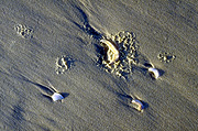 Marinelife, Marine life, Aquatic, Aquatic life, Sea life, Sealife, shell, shells, mollusc, molluscs, gastropod, gastropods, seashell, seashells, sea shell, sea shells, beach, beaches, sand.