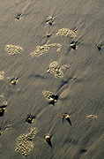 Marinelife, Marine life, Aquatic, Aquatic life, Sea life, Sealife, shell, shells, mollusc, molluscs, gastropod, gastropods, seashell, seashells, sea shell, sea shells, beach, beaches, sand.