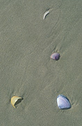 Marinelife, Marine life, Aquatic, Aquatic life, Sea life, Sealife, shell, shells, mollusc, molluscs, gastropod, gastropods, seashell, seashells, sea shell, sea shells, beach, beaches, sand.