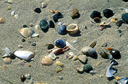 Marinelife, Marine life, Aquatic, Aquatic life, Sea life, Sealife, shell, shells, mollusc, molluscs, gastropod, gastropods, seashell, seashells, sea shell, sea shells, beach, beaches, sand.