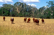 Farming, Farmland, farm, farms, livestock, animal, animals, cattle, meat industry, meat trade, great dividing range, cow, cows, australia, qld, queensland, rural, rural scene, rural scenes, goomburra.