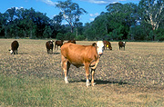 Farming, Farmland, farm, farms, livestock, animal, animals, cattle, meat industry, meat trade, cow, cows, australia, qld, queensland, rural, rural scene, rural scenes, goomburra.