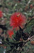 Flower, flowers, leguminosae, calliandra, haematocephala, calliandra haematocephala, alba, powderpuff, powderpuff tree, powderpuff trees, red, red flower, red flowers, insect, insects, bee, bees.
