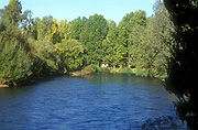 Australia, New South Wales, tumut, tumut river, river tumut, river, rivers, tree, trees, forest, forests, water, water scene, water scenes, snowy mountains.