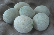 Food, fruit, melon, melons, rock, rock melon, rock melons, cucumis, melo, cucumis melo, cantalupensis, cantaloupe, cantaloupes, Agriculture, rockmelon, rockmelons, rock.
