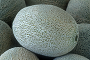 Food, fruit, melon, melons, rock, rock melon, rock melons, cucumis, melo, cucumis melo, cantalupensis, cantaloupe, cantaloupes, Agriculture, rockmelon, rockmelons, rock.