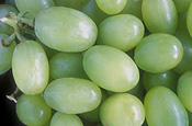 Agriculture, Australia, Fruit, Grape, Grapes, Vine, vines, vineyard, vineyards, grapevine, grapevines, grape vine, grape vines, vitis, industry, wine, wine industry, rural, rural scene, rural scenes.
