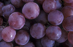 Agriculture, Australia, Fruit, Grape, Grapes, Vine, vines, vineyard, vineyards, grapevine, grapevines, grape vine, grape vines, vitis, industry, wine, wine industry, rural, rural scene, rural scenes.