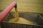 Rural, Rural Scene, Rural Scenes, Farming, Farmland, farm, farms, agriculture, crop, crops, wheat, wheat crop, wheat crops, harvest, harvesting, combine harvestor, combine harvestors, grain, rural, rural scene, rural scenes, machine, machines, machinery, agricultural machinery, farming machinery, farming equipment, agricultural equipment, grains, wheat grain, wheat grains, grain of wheat, grains of wheat.