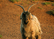 Animal, Animals, Australia, outback, australian outback, outback australia, ruminant, ruminants, mammal, mammals, placental, placental mammal, placental mammals, artiodactyla, bovidae, goat, goats, capra, hircus, capra hircus, feral, feral goat, feral goats, feral animal, feral animals, JE64