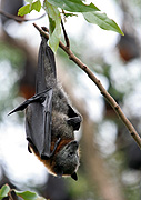 Animal, Animals, Australia, Australian, bat, bats, fruitbat, fruitbats, fruit bat, fruit bats, mammal, mammals, megachiroptera, pteropus, poliocephalus, pteropus poliocephalus, bellingen, bellingen batter, nsw, new South Wales, greyheaded, grey-headed, grey-headed flying fox, grey-headed flying foxes, bellingen, bellingen island, greyheaded flying fox, greyheaded flying foxes, grey-headed bat, grey-headed bats, flying fox, flying foxes, placental, placental, placental mammal, placental mammals.