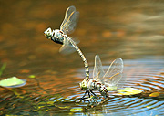 Insect, insects, dragon fly, dragon flies, dragonfly, dragonflies, pond, ponds, emperor, emperor dragonfly, emperor dragonflies, australian emperor, australian emperors, hemianax, papuensis, hemianax papuensis, arthropoda, hexapoda, odonata, aeshnidae, burmeister, mate, mates, mating, water, pond, ponds.