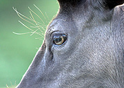 Animal, animals, reindeer, deer, deers, eye, eyes.