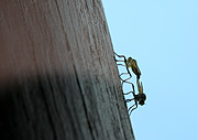 Insect, insects, robber, robber, robber fly, robber flies, fly, flies, asilidae, asiloidea, brachycera, diptera, mate, mates, mating.