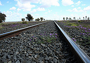 Australia, Qld, Queensland, Dalby, wildflower, wildflowers, transport, transportation, vehicle, vehicles, train, trains, train track, train tracks, railway line, railway lines, railway track, railway tracks.