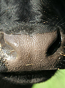Farming, Farmland, farm, farms, livestock, animal, animals, cattle, meat industry, meat trade, cow, cows, australia, qld, queensland, nose, noses.