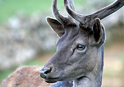 Animal, animals, reindeer, deer, deers.