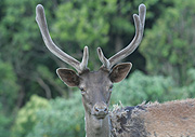 Animal, animals, reindeer, deer, deers.