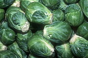 Vegetable, vegetables, sprout, sprouts, brussel, brussel sprout, brussel sprouts, gemmifera, cruciferae, brassica, brassica oleracea, oleracea, brussels, brussels sprout, brussels sprouts.