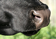 Farming, Farmland, farm, farms, livestock, animal, animals, cattle, meat industry, meat trade, cow, cows, australia, qld, queensland, nose, noses.