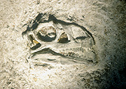 Fossil, fossils, dinosaur, dinosaurs, massopondylus, triassic, triassic age, skull, skulls.