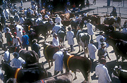 Australia, New South Wales, easter show, easter shows, royal easter show, royal easter shows, sydney, agricultural show, agricultural shows, entertainment, people, cow, cows, cattle, bull, bulls, people, bridle, bridles, hat, hats, show, shows, cattle show, cattle shows.