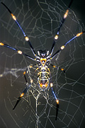Australia, spider, spiders, arachnid, arachnids, web, webs, spider web, spider webs, orb, orb spider, orb spiders, golden, golden orb, golden orb spider, golden orb spiders, nephila, maculata, nephila maculata, araneida, tetragnathidae.