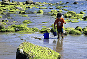 Canada, british columbia, sunshine coast, roberts creek, creek, creeks, people, child, children, rock, rocks, bucket, buckets, coast, coasts, coastline, coastlines, RW59,