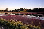 Canada, british columbia, surrey, barnston, barnston island, cranberry, cranberries, crop, crops, RW59,
