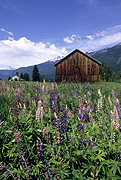 Canada, british columbia, pemberton, pemberton valley, valley, valleys, barn, barns, lupin, lupins, lupinus, flower, flowers, RW59,
